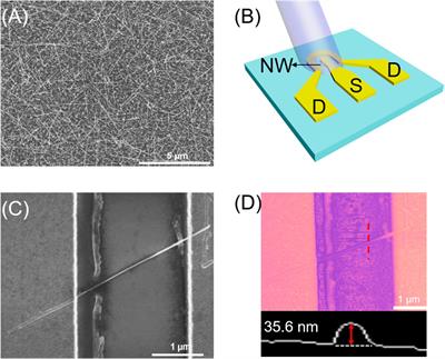 Negative Photoconductive Effects in Uncooled InAs Nanowire Photodetectors